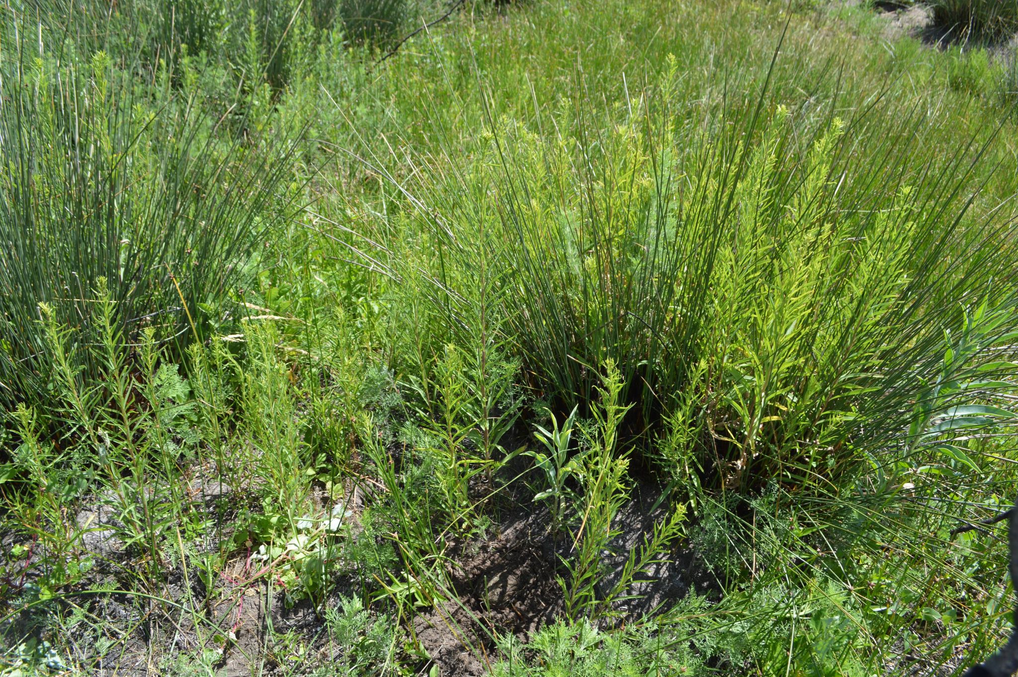 Microhabitat   Reproductively inactive period   Photographed by Camila Deutsch